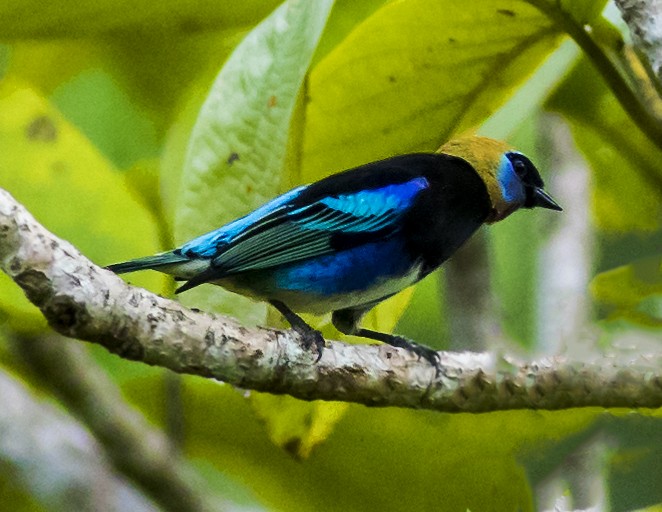 Golden-hooded Tanager - ML39304131