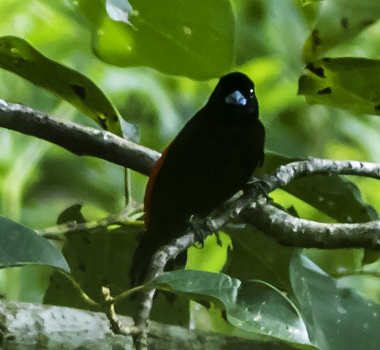 Scarlet-rumped Tanager (Passerini's) - ML39304171