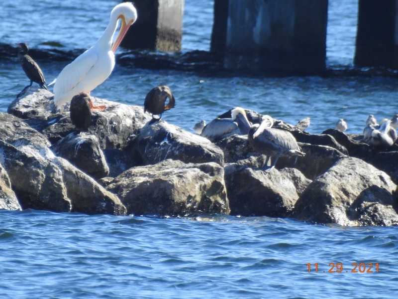 American White Pelican - ML393042051