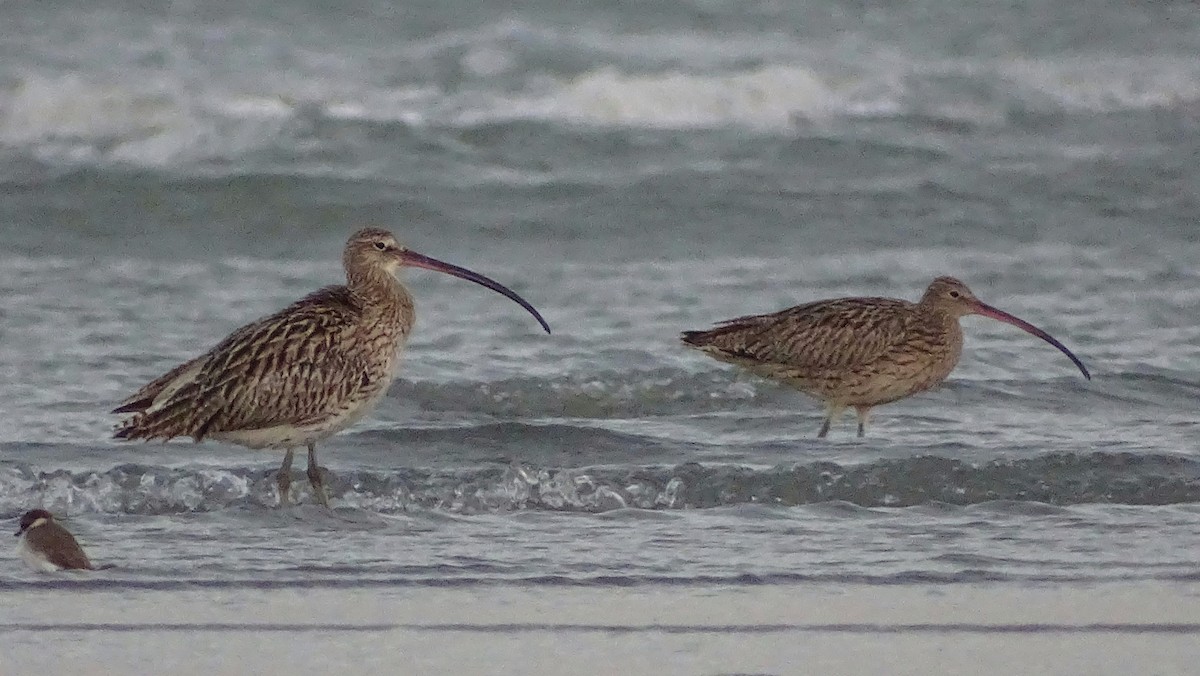 Eurasian Curlew - ML393042161