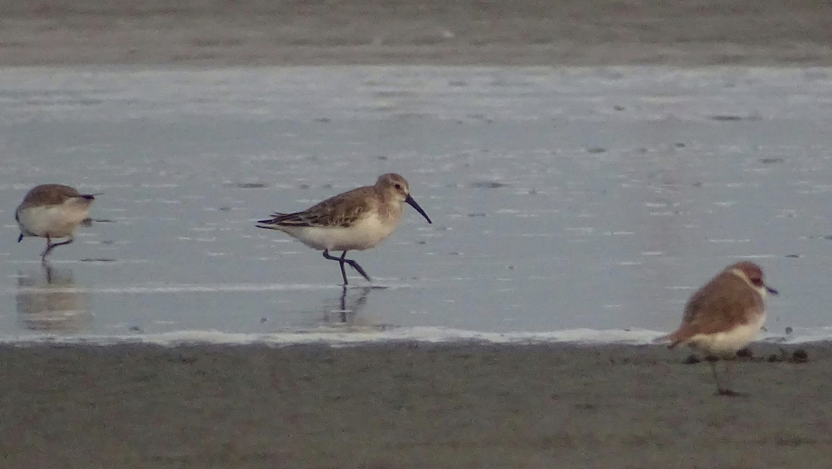 Хар элсэг - ML393042191