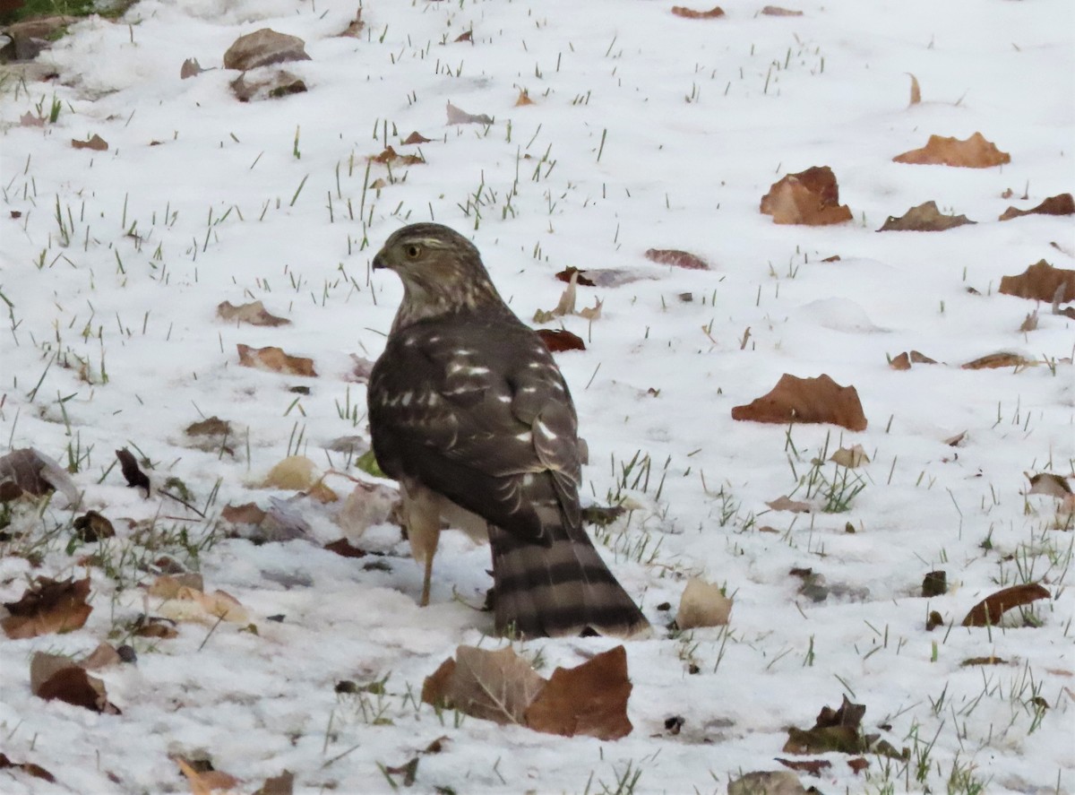 Sharp-shinned Hawk - ML393042541