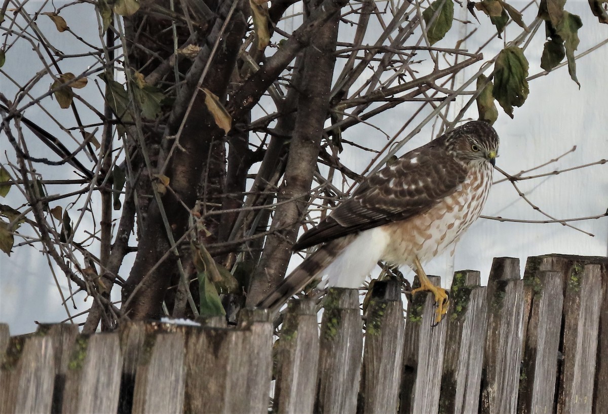 Sharp-shinned Hawk - ML393042661
