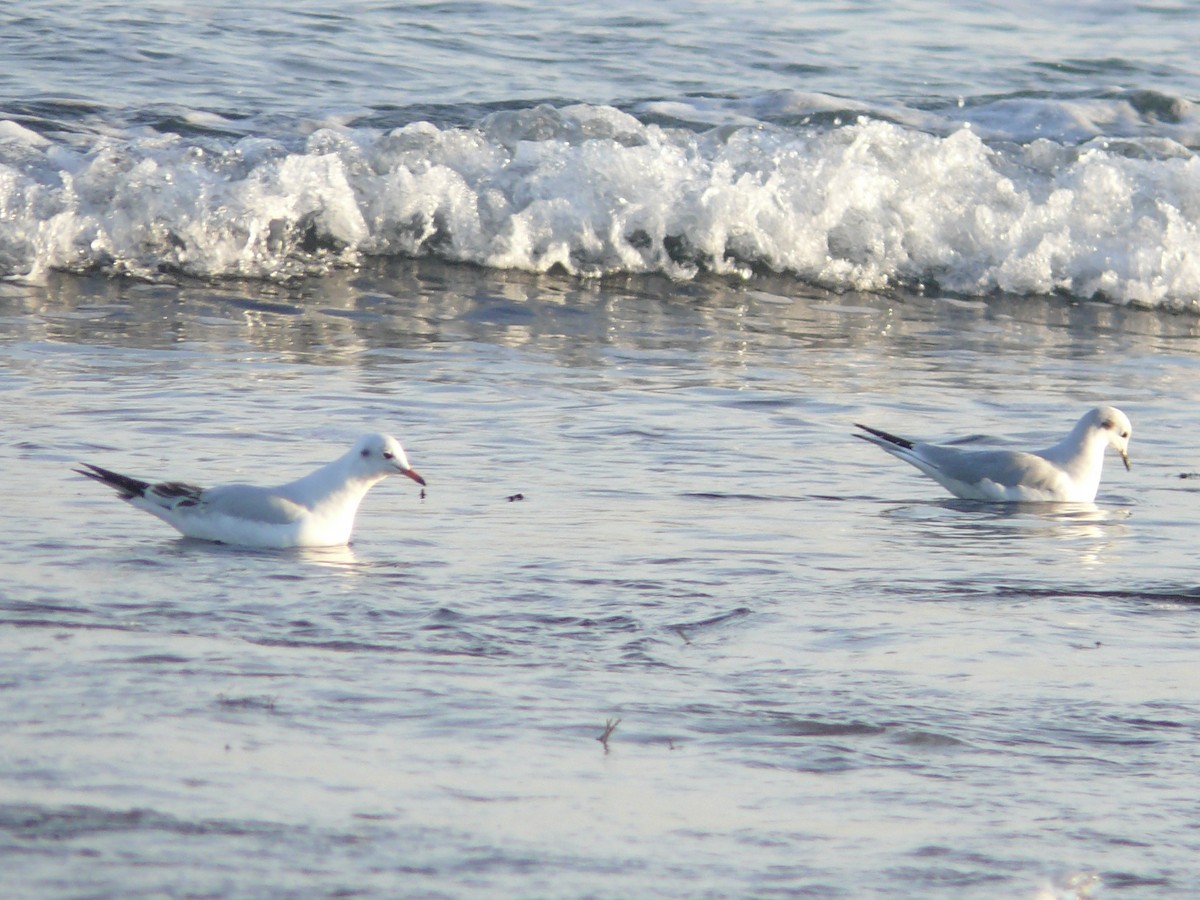 Mouette rieuse - ML393042751