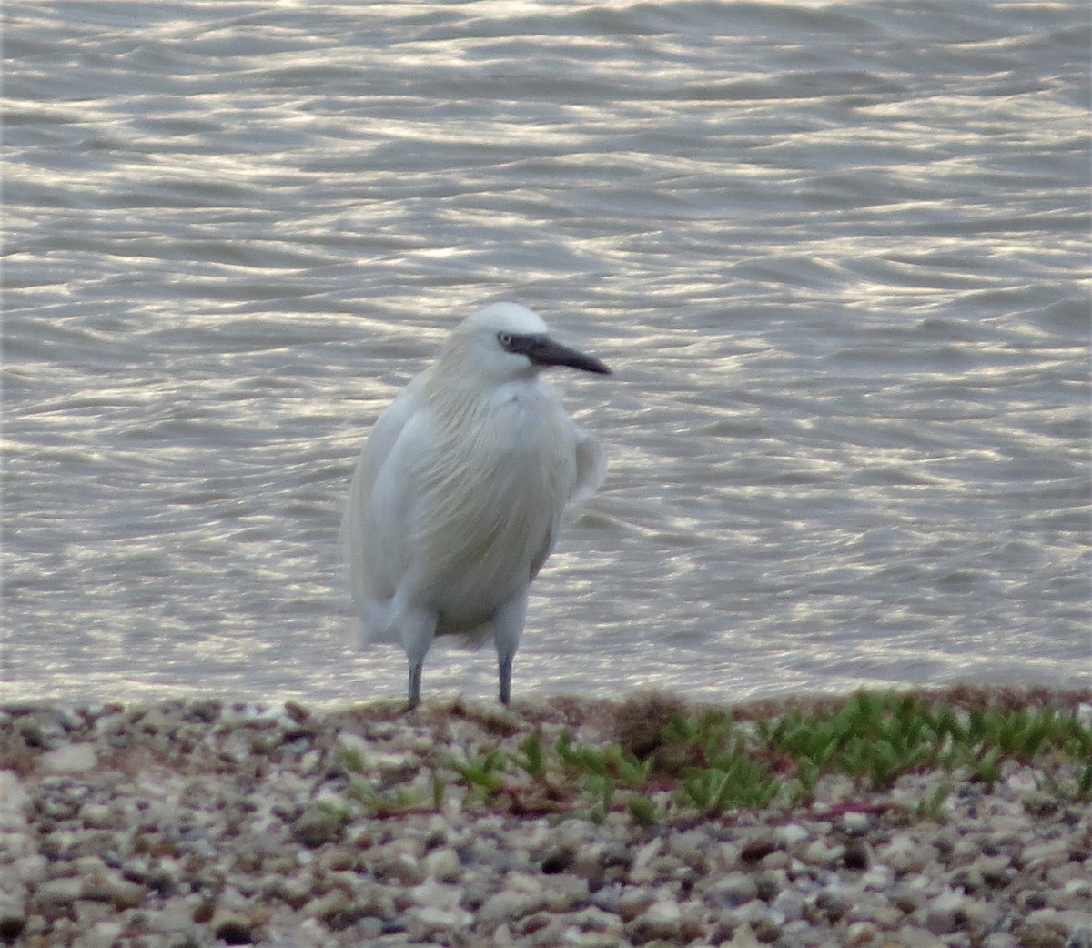 Reddish Egret - ML393042831