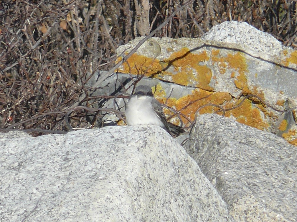 Gray Kingbird - Sam Mroz