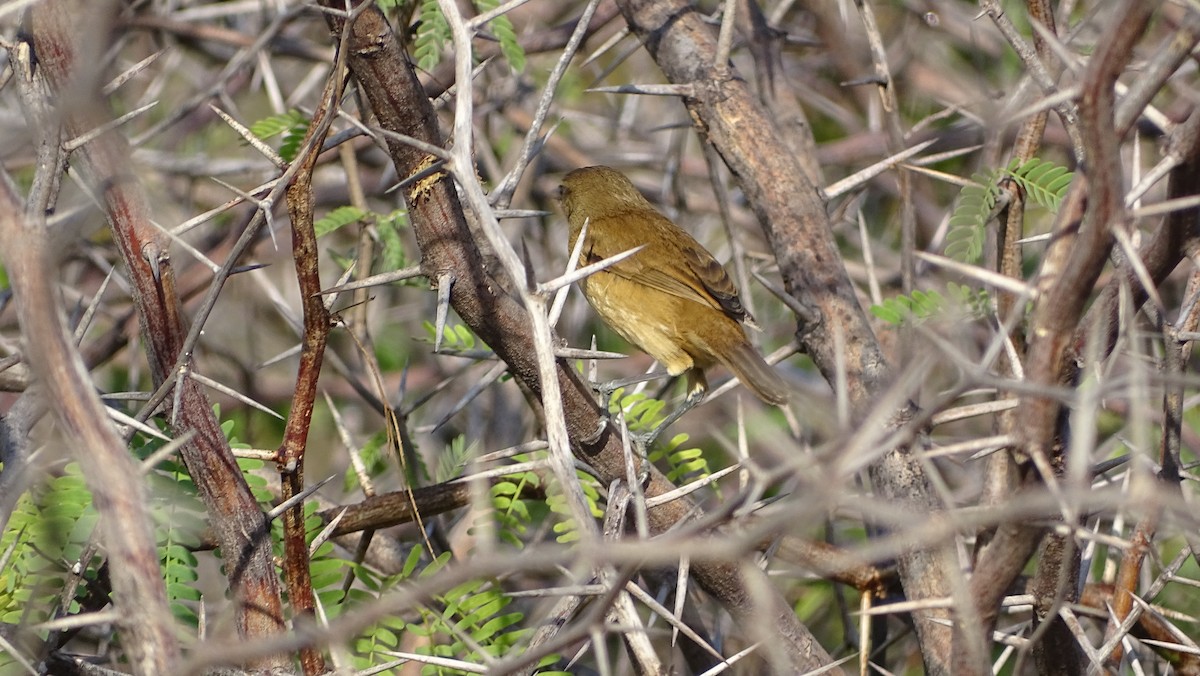 Acrocephalus sp. - ML393043001