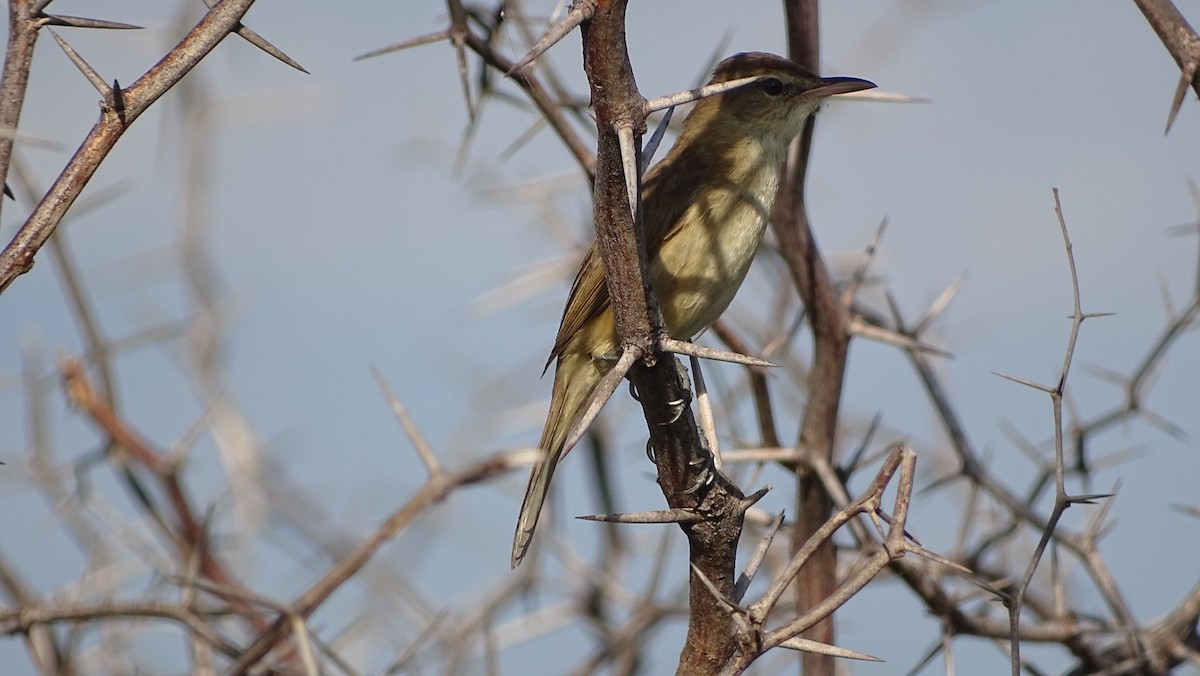 Acrocephalus sp. - ML393043011