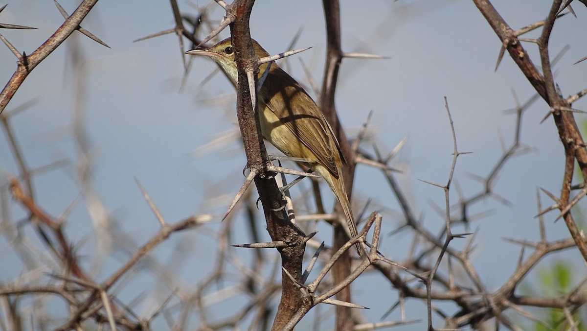 Acrocephalus sp. - ML393043031