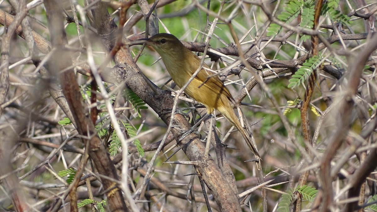 Acrocephalus sp. - ML393043041