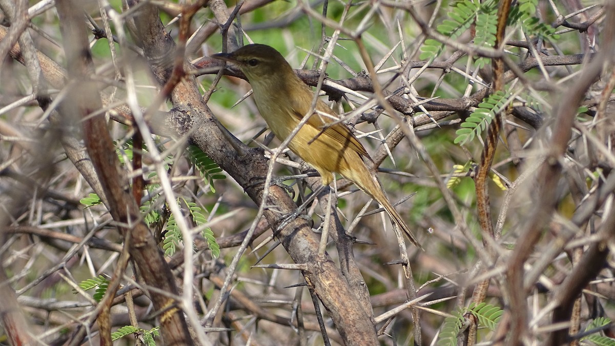 Acrocephalus sp. - ML393043051