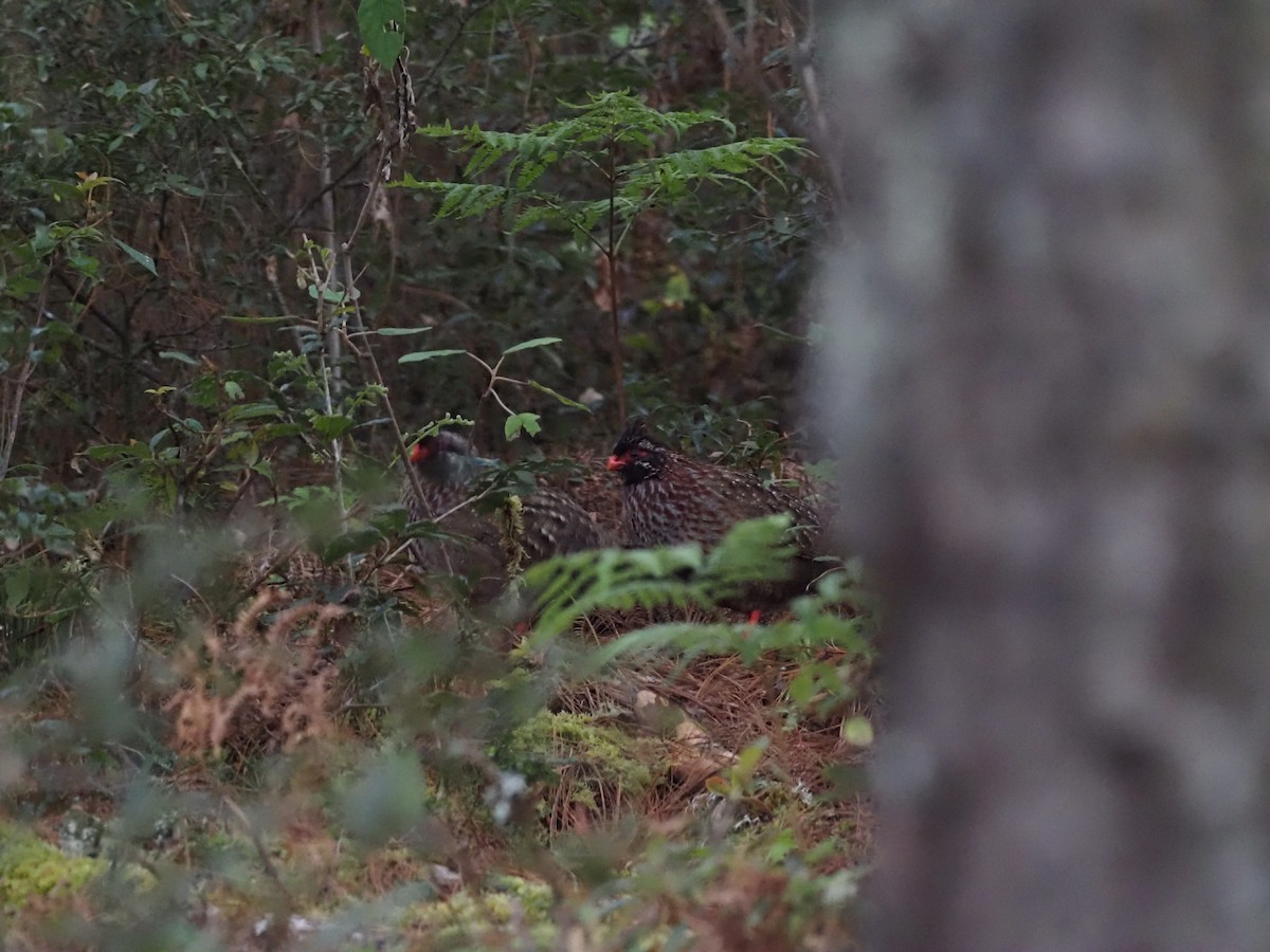 Long-tailed Wood-Partridge - ML393043131