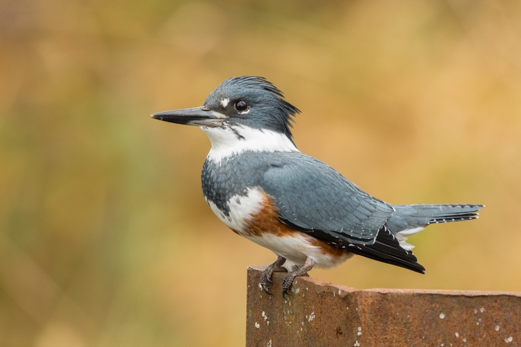 Belted Kingfisher - ML39304341
