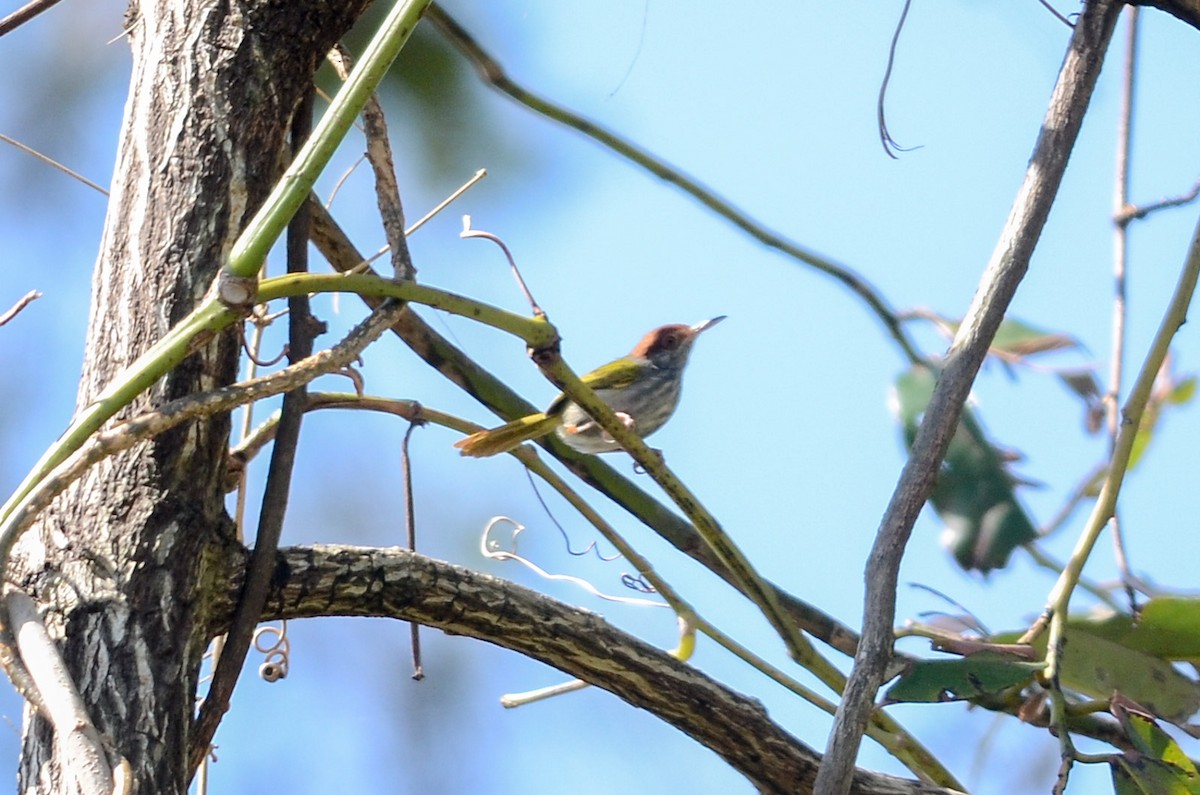 Green-backed Tailorbird - ML39304521