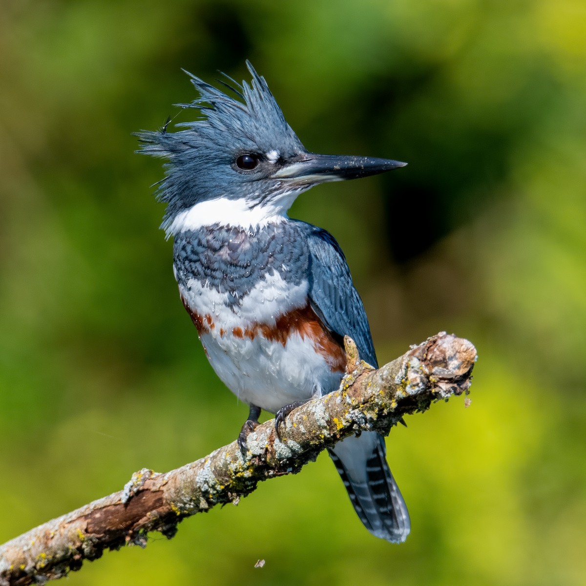 Belted Kingfisher - ML393046161