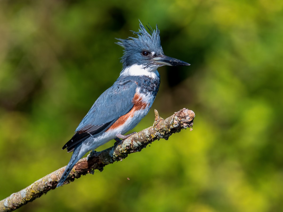 Belted Kingfisher - Shailesh Pinto