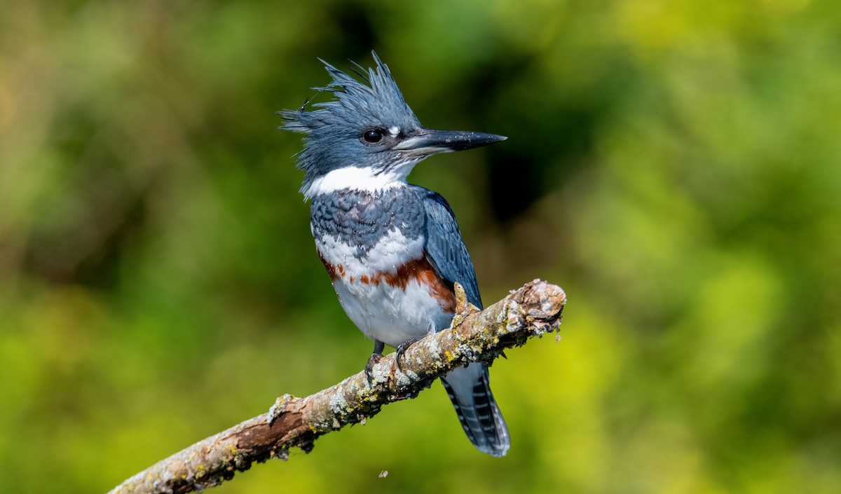 Belted Kingfisher - ML393046191