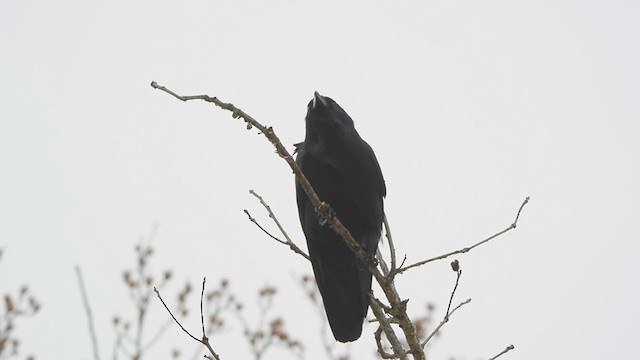 Fish Crow - ML393046391