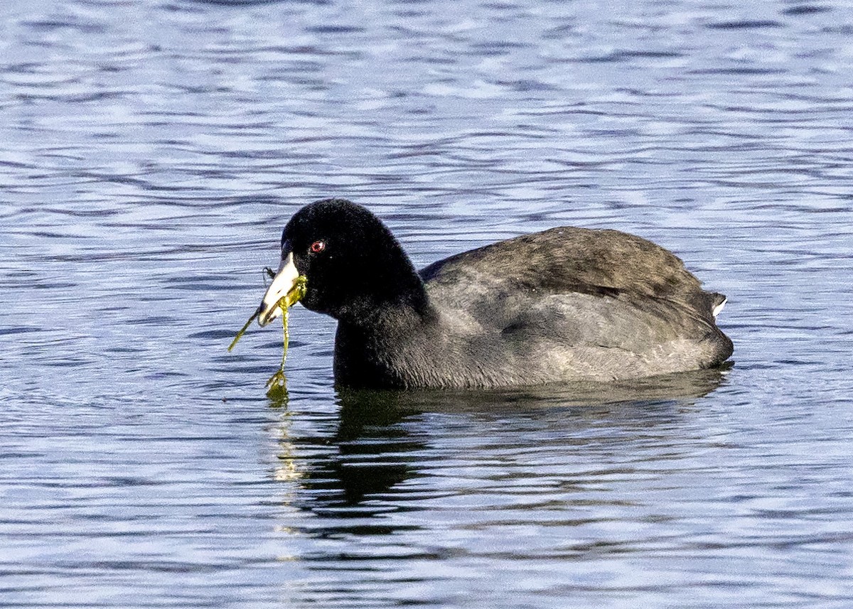 American Coot (Red-shielded) - ML393046931