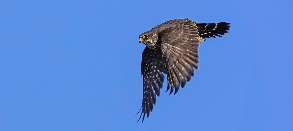 Merlin - ML393049061