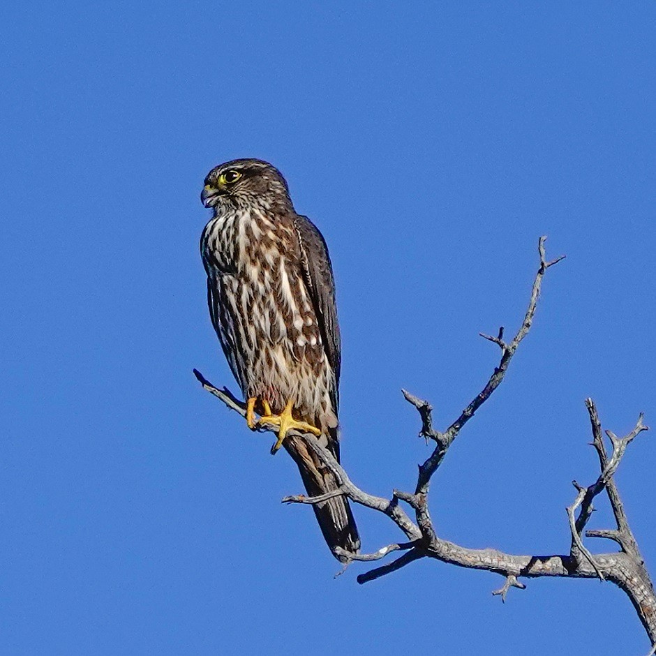 Merlin - ML393049071