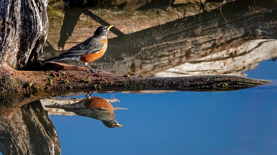 American Robin - ML393049141