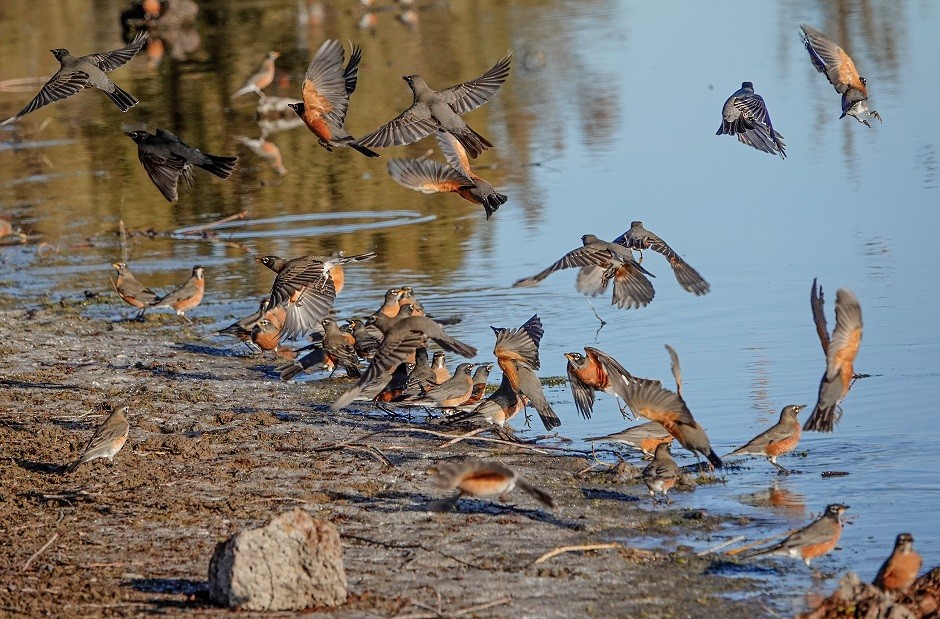 American Robin - ML393049151