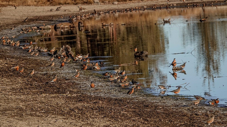 American Robin - ML393049161