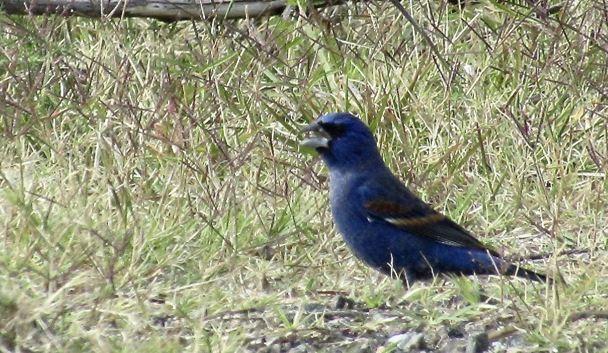 Blue Grosbeak - ML393051241