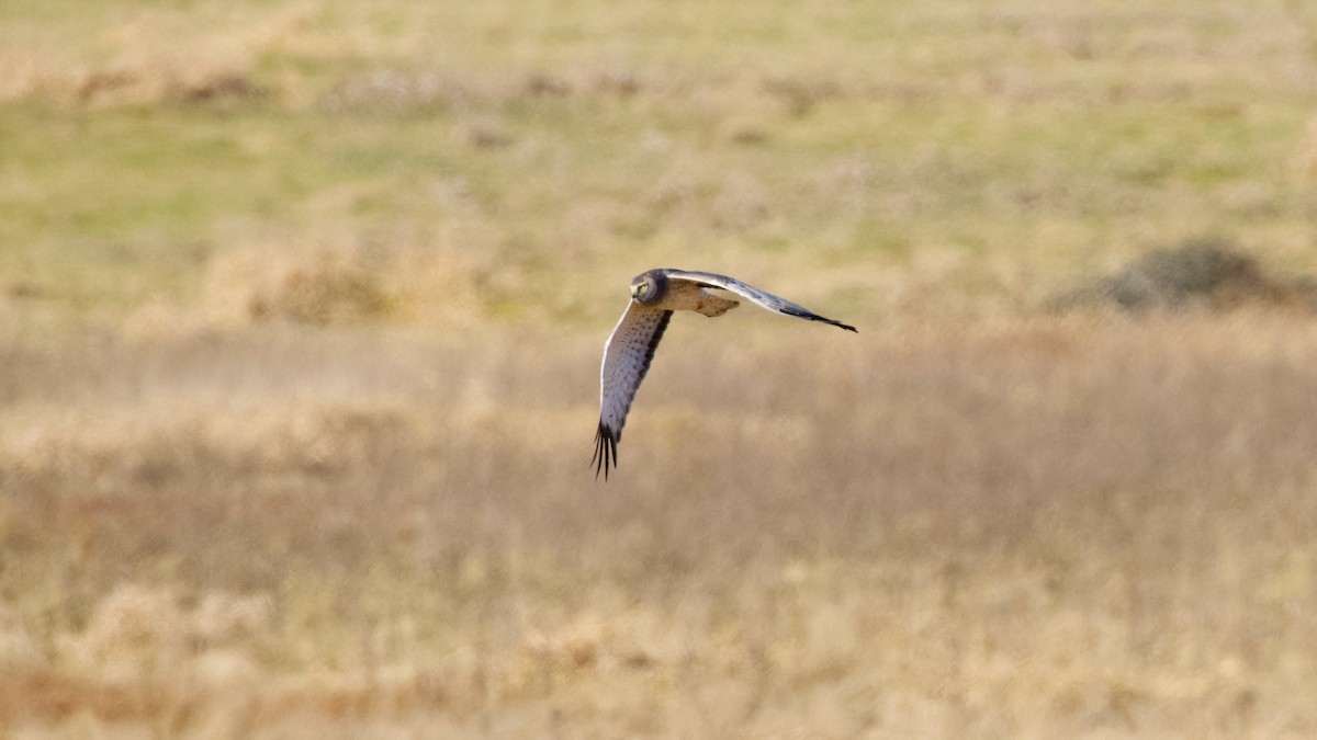 Northern Harrier - Brian Rusnica