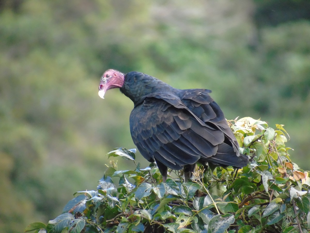 Turkey Vulture - ML39305471