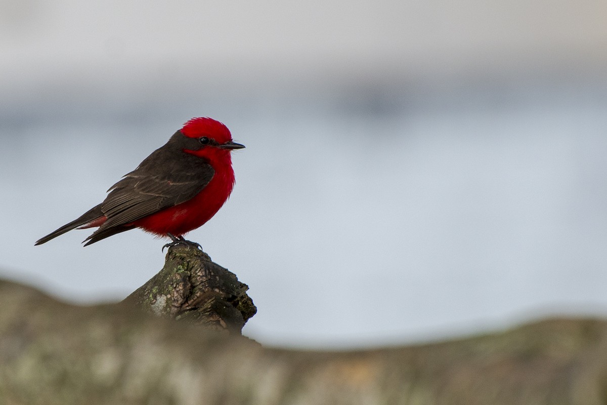 Vermilion Flycatcher - ML393057031