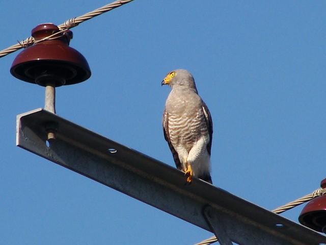 Roadside Hawk - ML393057331