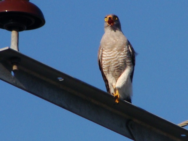 Roadside Hawk - ML393057341