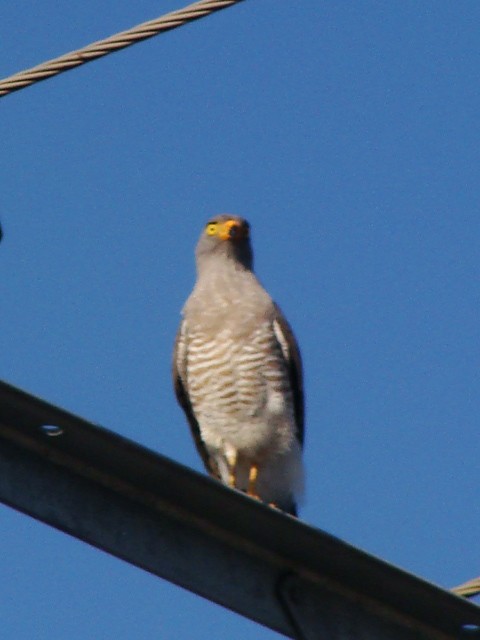 Roadside Hawk - ML393057371