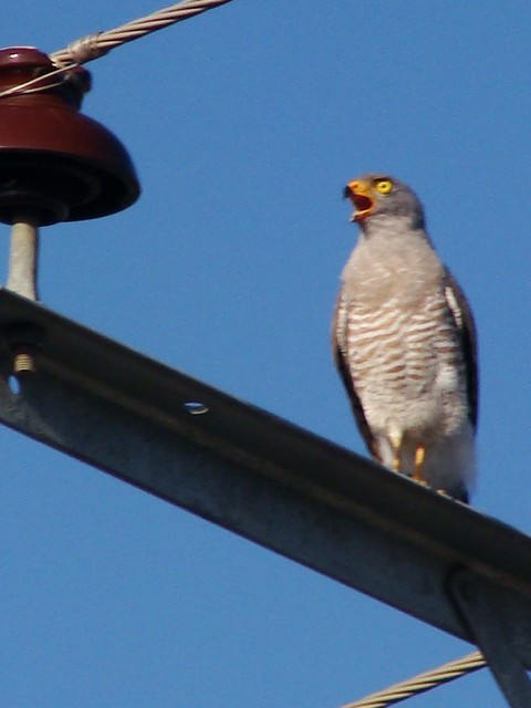 Roadside Hawk - ML393057381