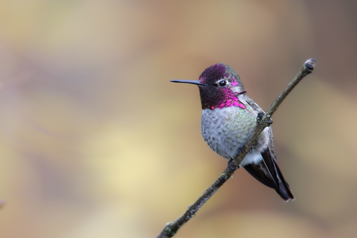 Anna's Hummingbird - ML393057401
