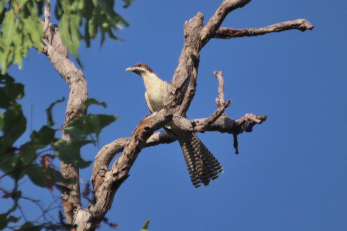 Pacific Koel (Australian) - ML393057541