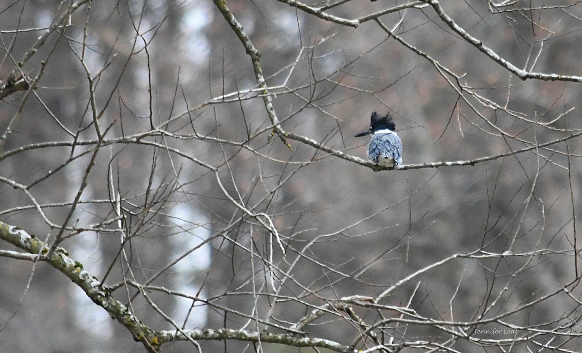 Belted Kingfisher - ML393058511