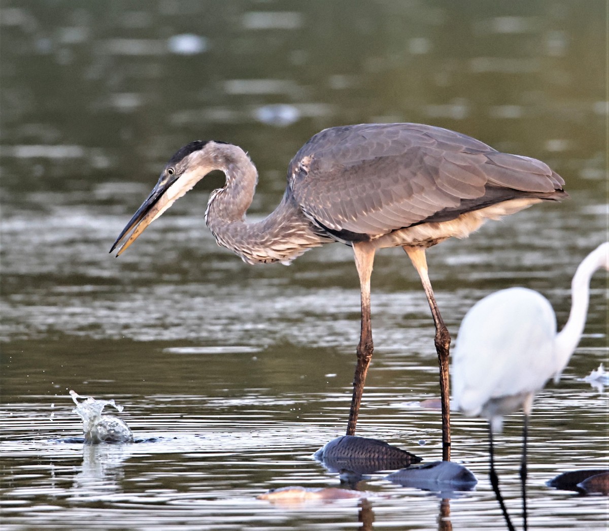 Great Blue Heron (Great Blue) - ML393058831