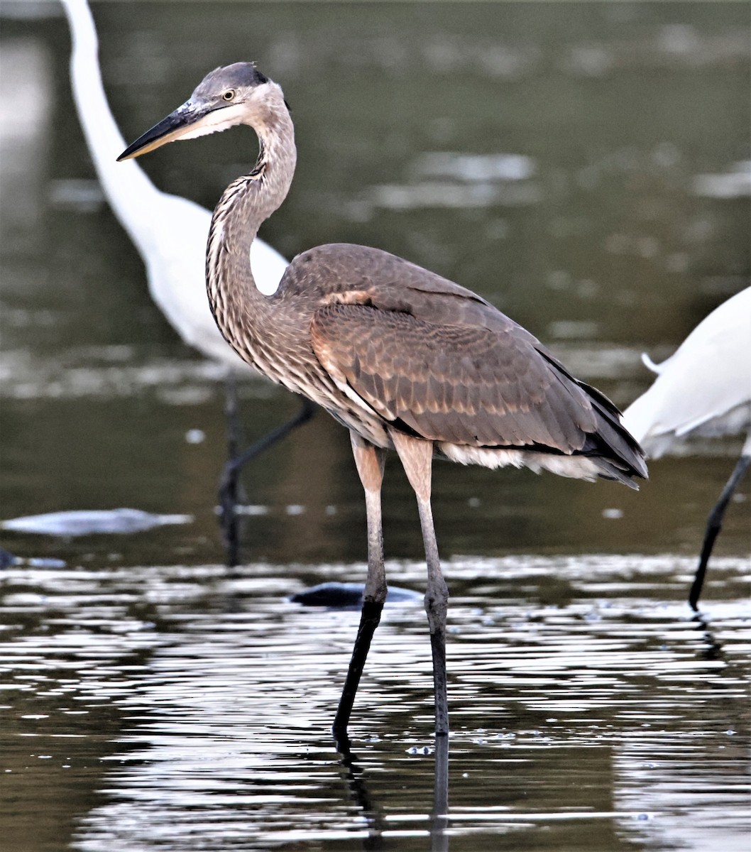 Great Blue Heron (Great Blue) - ML393058861