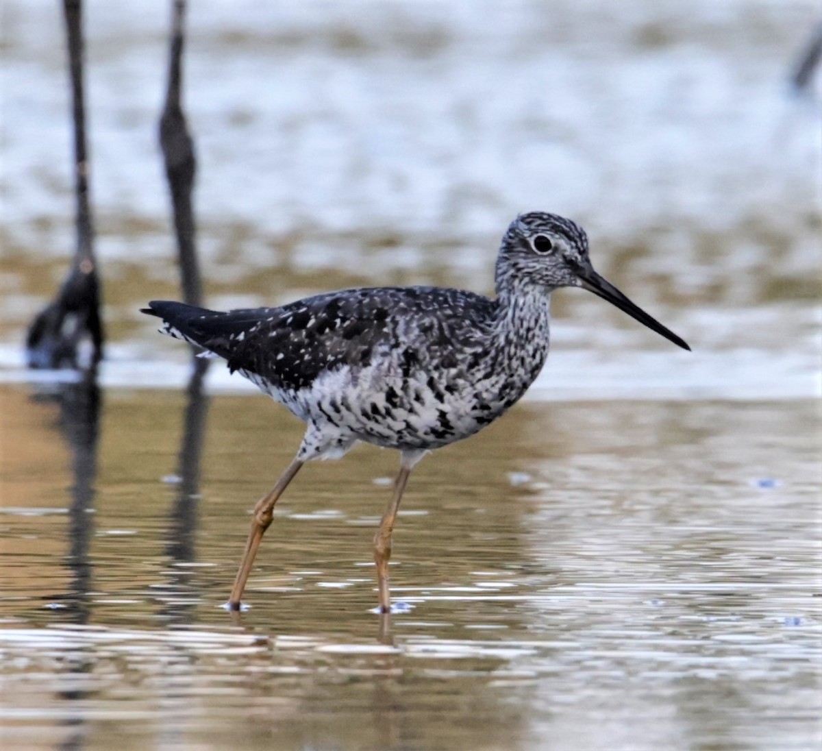 Greater Yellowlegs - ML393060441