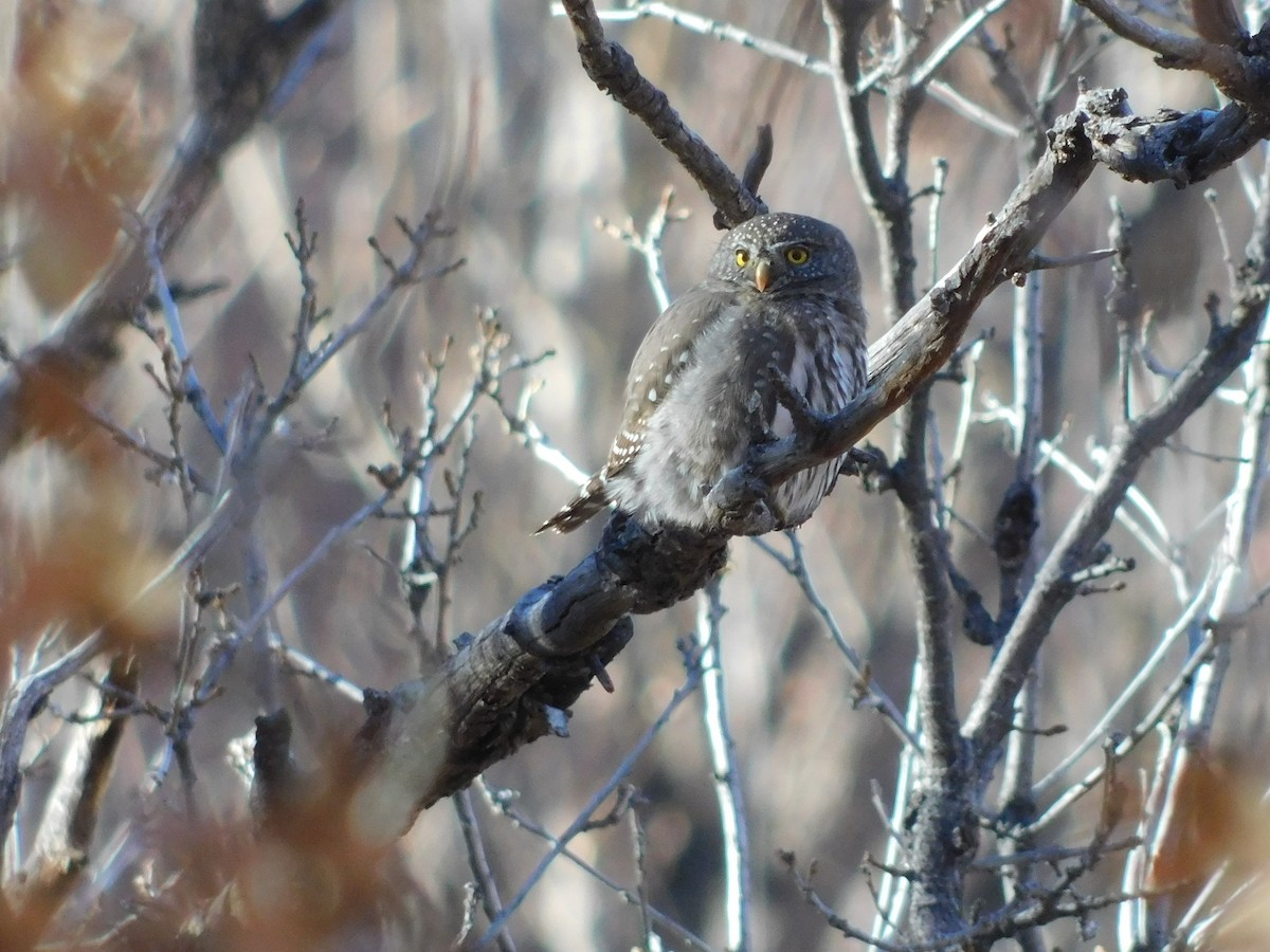 Northern Pygmy-Owl - ML393061871