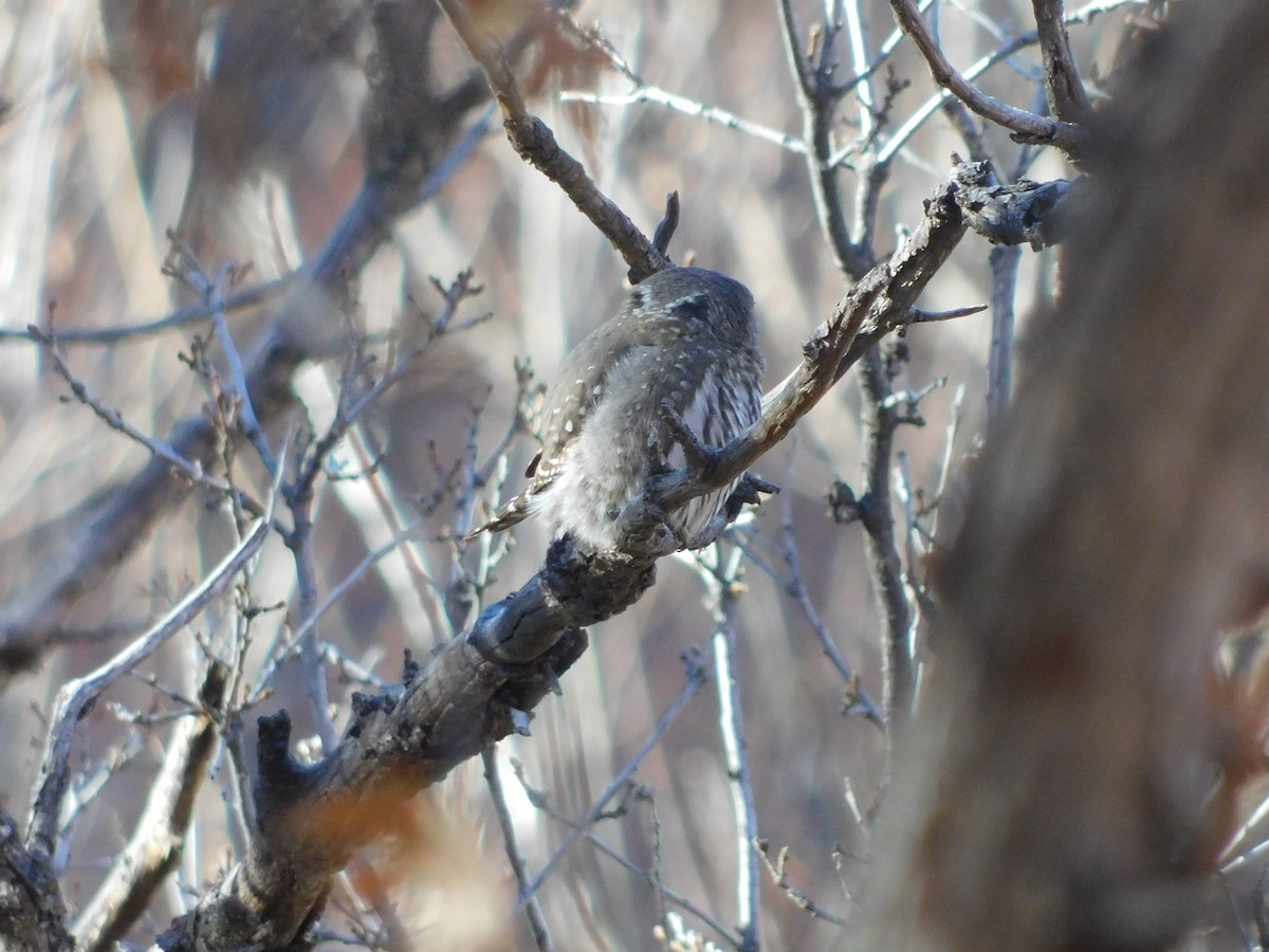 Northern Pygmy-Owl - ML393061881