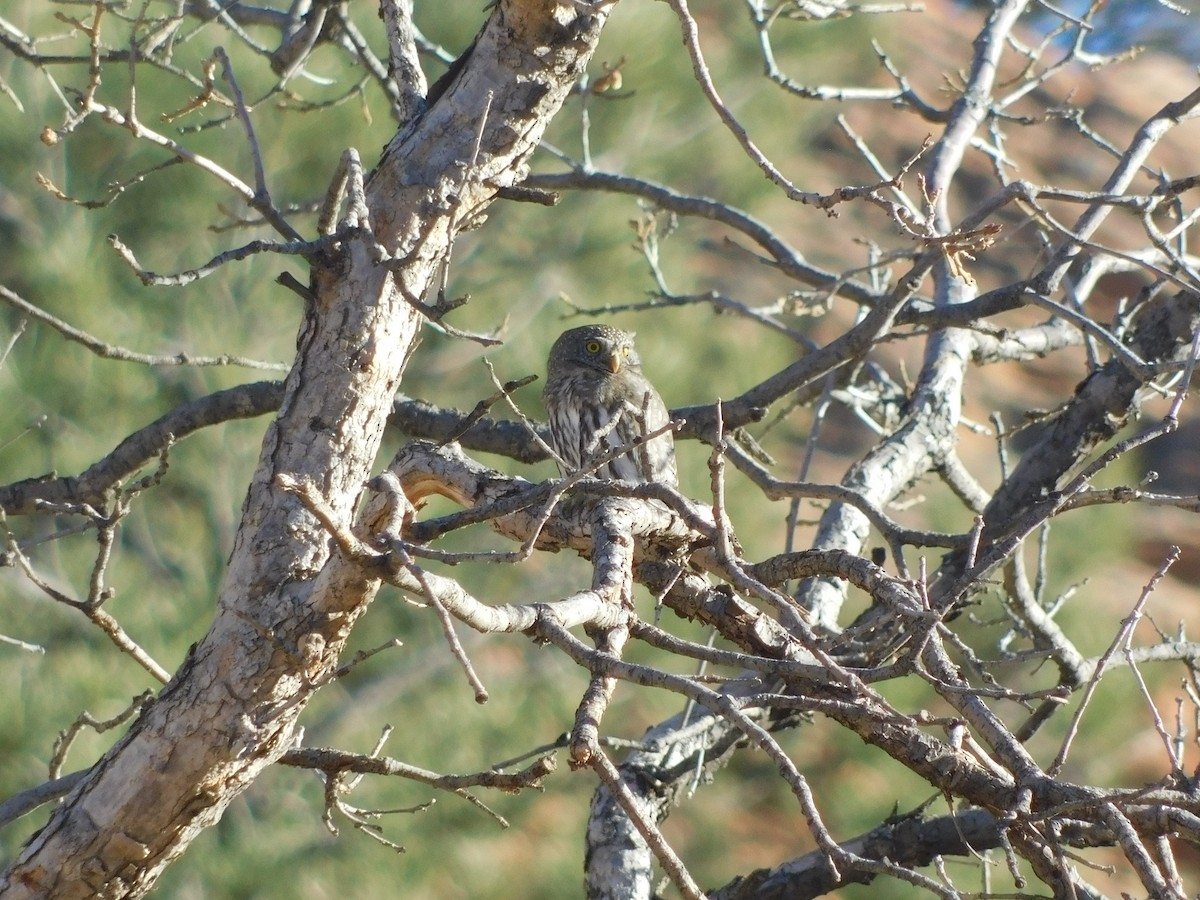 Northern Pygmy-Owl - ML393061971