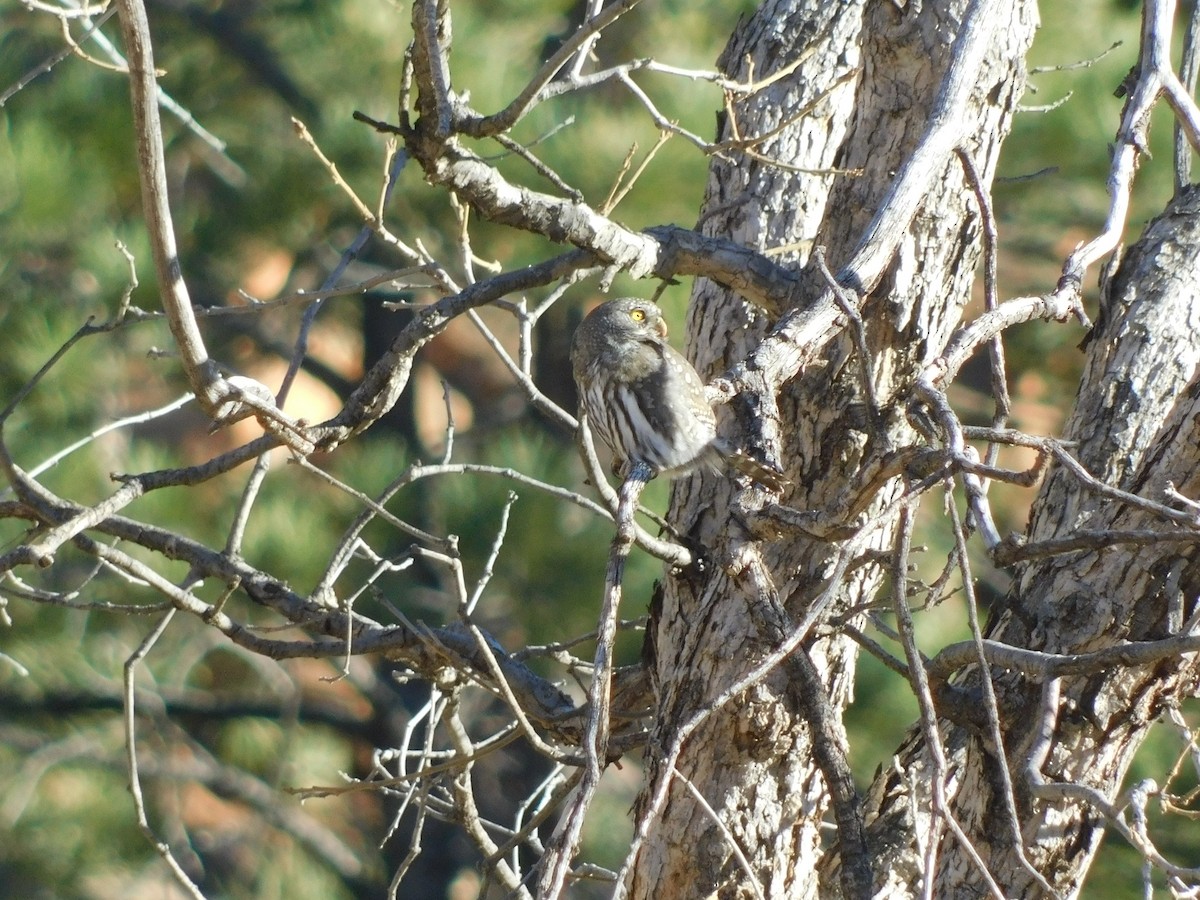 Northern Pygmy-Owl - ML393061981