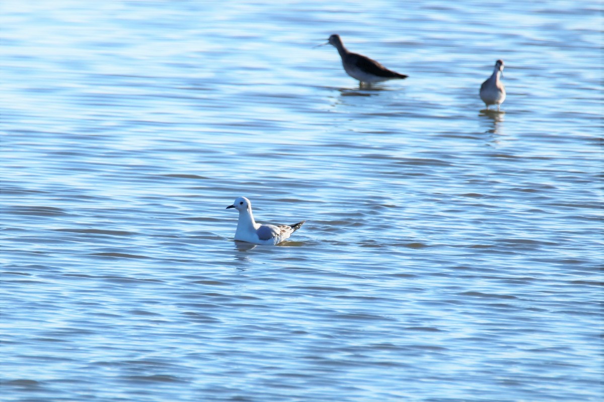 Bonaparte's Gull - ML393062991