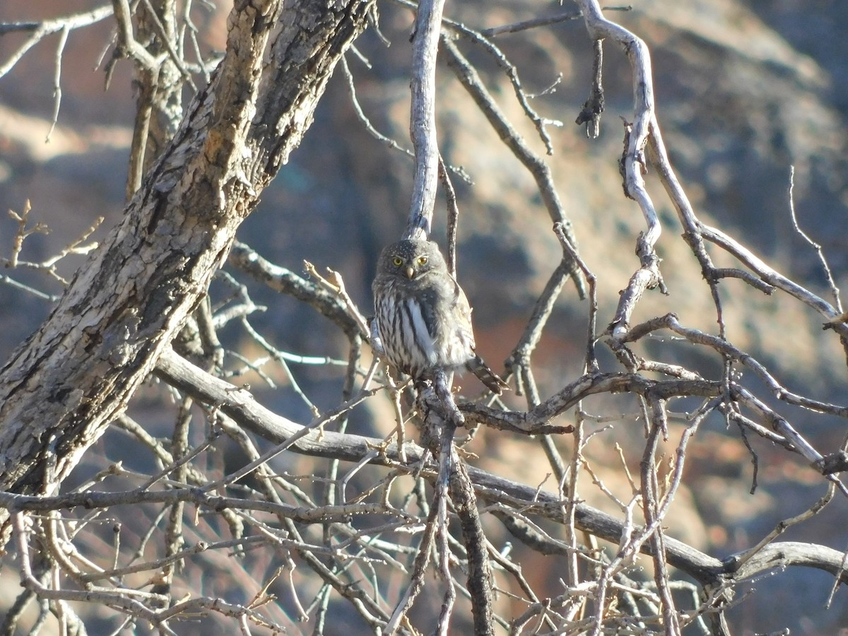 Northern Pygmy-Owl - ML393063311