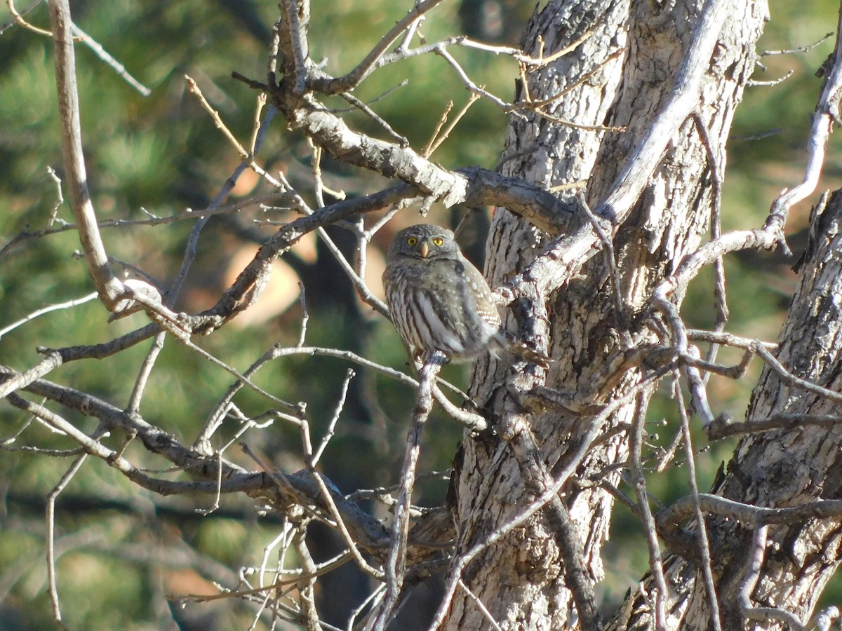 Northern Pygmy-Owl - ML393064141