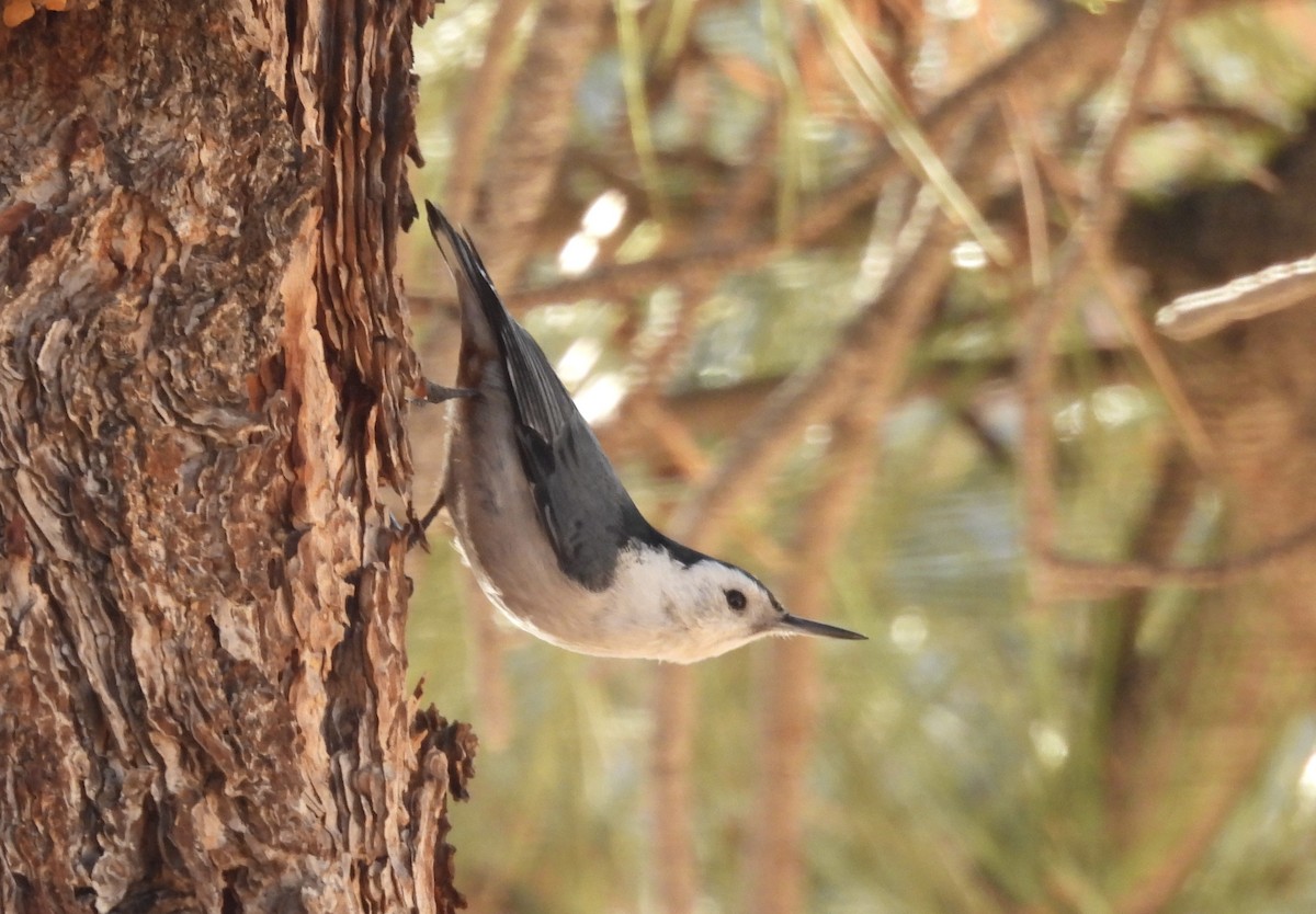 White-breasted Nuthatch - ML393064611